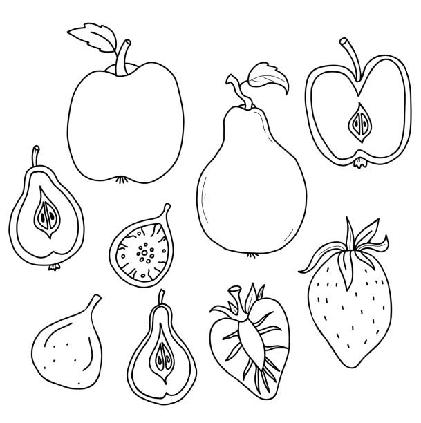 ilustrações de stock, clip art, desenhos animados e ícones de big set of fruits and berries. whole fruits and cut in half. strawberry and fig, apple and pear with root and leaf. vector illustration in linear hand drawn style for design, decor and decoration - fig apple portion fruit