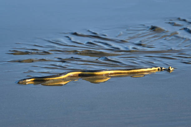 A venemous yellow bellied sea snake washed up on the beach leaves tracks in the wet sand as it tries to slither back to the ocean.