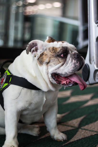 istock airport support white bulldog 1370379005
