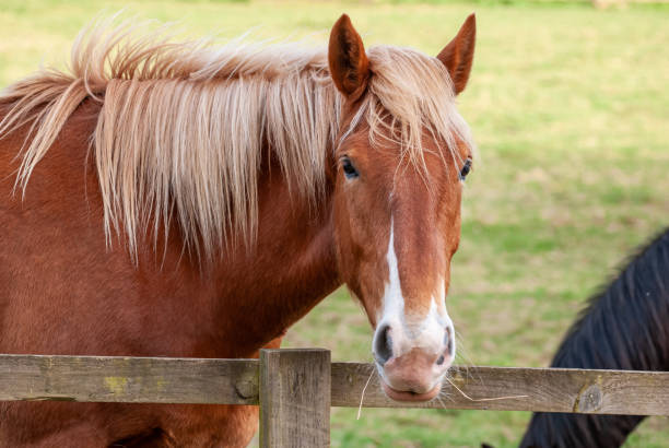 istock Red Chestnut horse with long mane in field. 1370379100