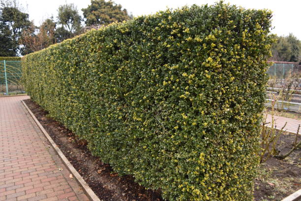 Hedge of Japanese holly. stock photo
