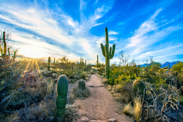 trail in der wüste - sonoran desert cactus landscaped desert stock-fotos und bilder