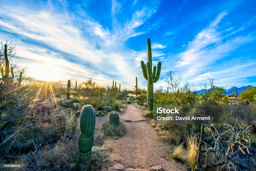 Trail in Desert Trail in Arizona Desert Arizona Stock Photo