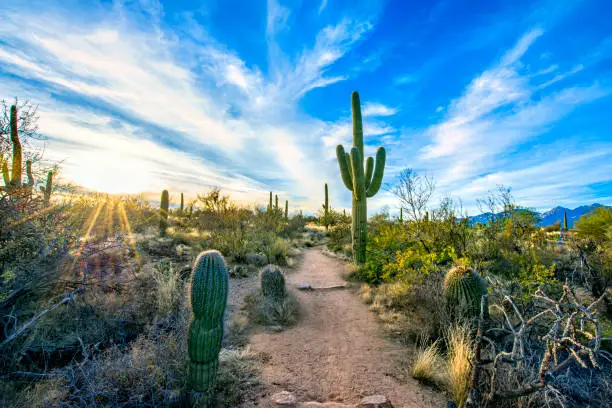 Photo of Trail in Desert