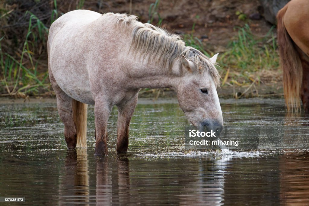 Wild Horses Mustang's drink and feed in the Salt River near Phoenix, Arizona Arizona Stock Photo