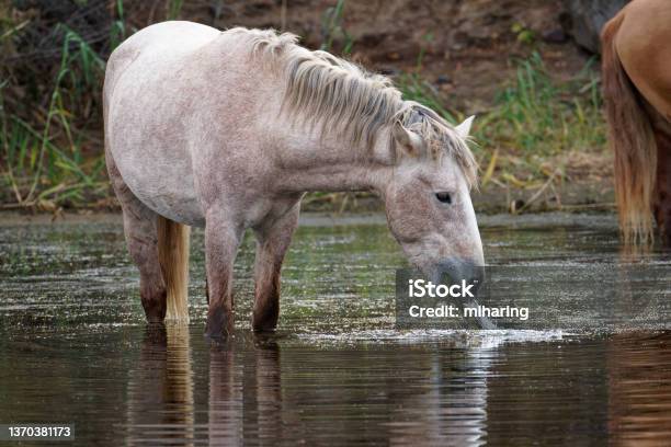 Wild Horses Stock Photo - Download Image Now - Arizona, Salt River, Animal