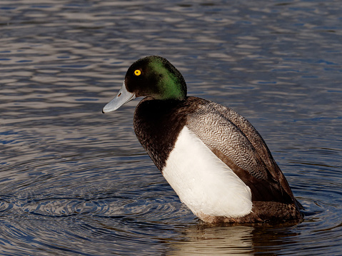 a Scaup swims on a pond near San Diego California