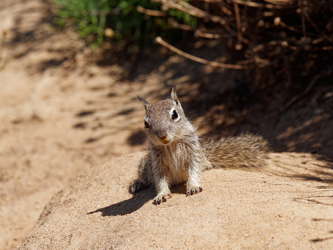 a  young Squirrel is curious at La Jolla cove