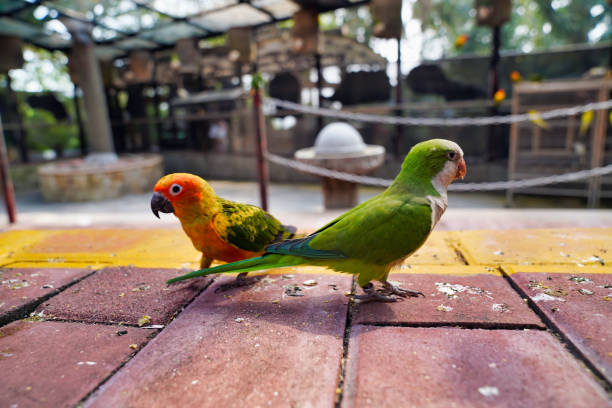 istock colorful parrot conure in the park 1370382245