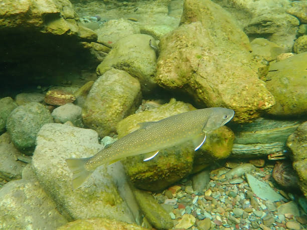 bull trout - bull trout stock-fotos und bilder