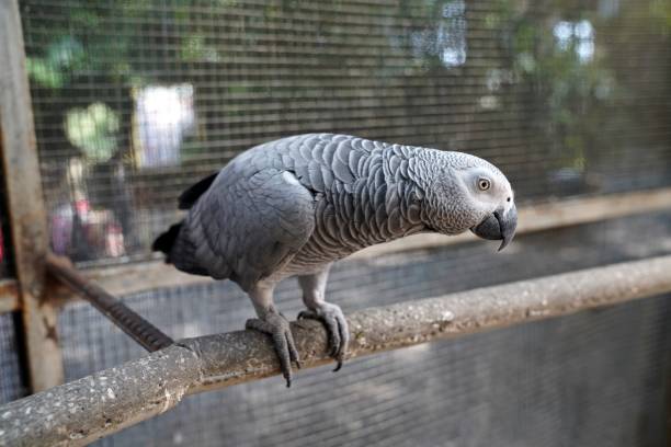 istock jacko the parrot sits on a branch in the park 1370382269