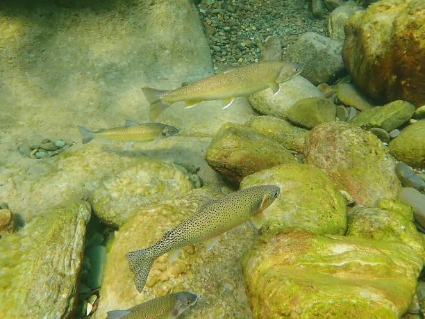 istock Bull Trout, Cutthroat Trout and Whitefish 1370382274