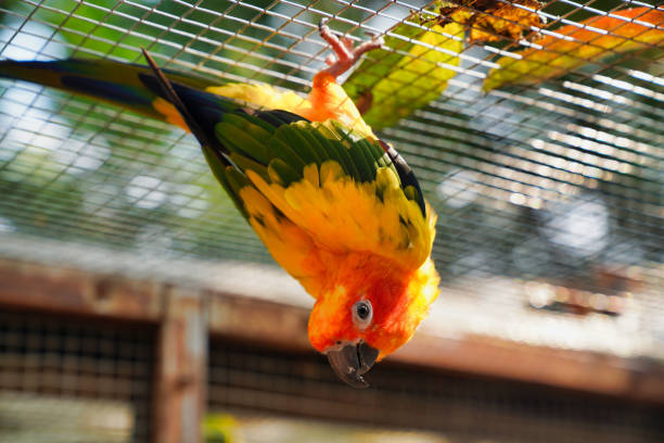 colorful parrot conure in the park
