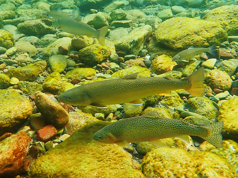 Native fish swim in the Middle fork of the Flathead river in northern Montana