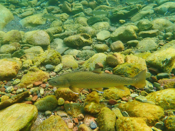 Bull Trout Bull trout swim up the Middle Fork of the Flathead river to spawn in northern Montana bull trout stock pictures, royalty-free photos & images