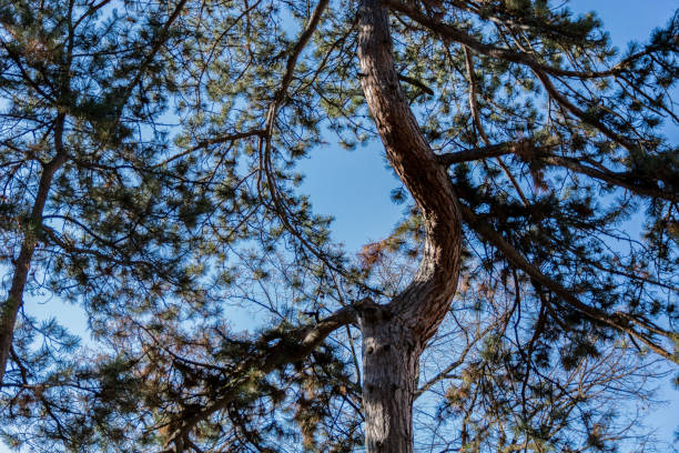 Looking up into the tops of pine trees in a forest on a sunny day and blue sky. Natural background concept