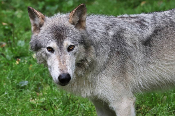 istock A wolf glares at the camera with a green background 1370384690
