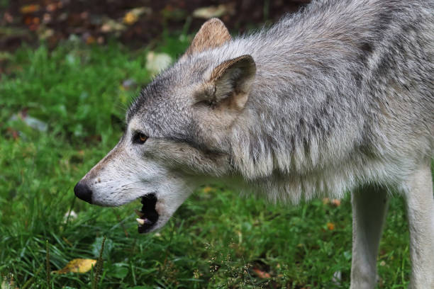 istock Side view portrait of a wolf's head 1370384692