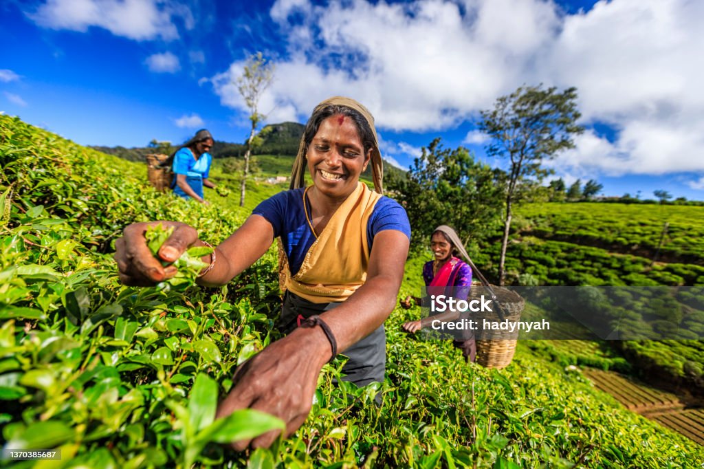 Tamil women plucking tea leaves on plantation, Ceylon Tamil women plucking tea leaves near Nuwara Eliya, Sri Lanka ( Ceylon ). On the background - Pidurutalagala or Mount Pedro in English the tallest mountain (2,524 m / 8,281 ft)in Sri Lanka. Sri Lanka is the world's fourth largest producer of tea and the industry is one of the country's main sources of foreign exchange and a significant source of income for laborers. Dried Tea Leaves Stock Photo