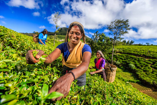 tamil women plucking tea leaves on plantation, ceylon - tea crop picking indian culture tea leaves imagens e fotografias de stock