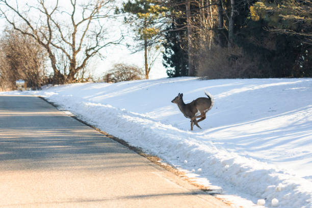 istock A White-tailed deer jumps across the road into traffic. 1370385694