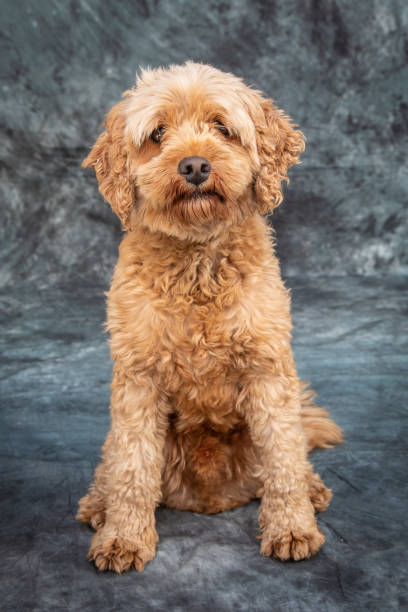 istock Goldendoodle sits on floor with grey background 1370385752