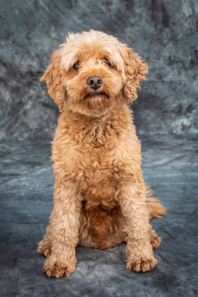 Goldendoodle sits on floor with grey background Goldendoodle posing for a portrait shot with a grey background in Sydney goldendoodle stock pictures, royalty-free photos & images