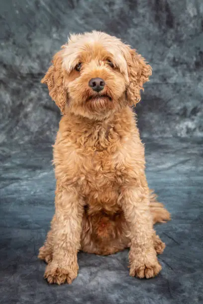 Goldendoodle posing for a portrait shot with a grey background in Sydney