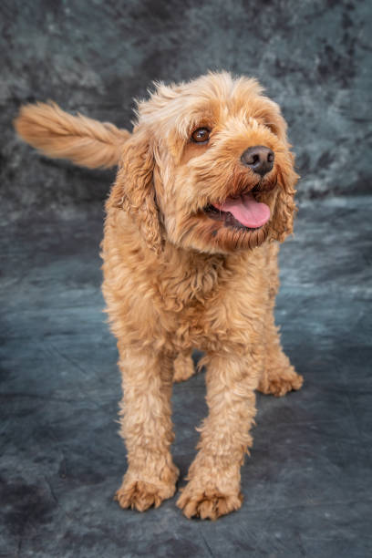 istock Goldendoodle sits on floor with grey background 1370385881