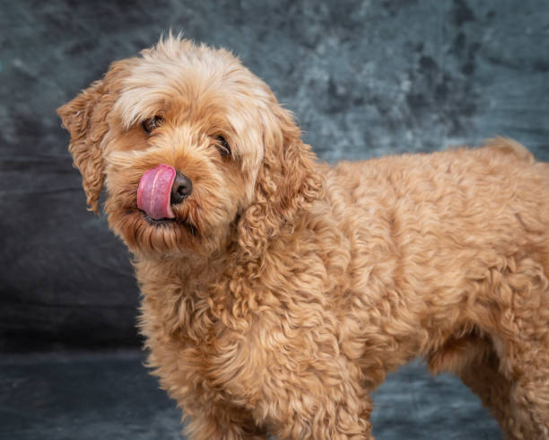 istock Goldendoodle sits on floor with grey background 1370385988