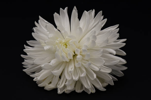 istock White magnum flower on black 1370386629