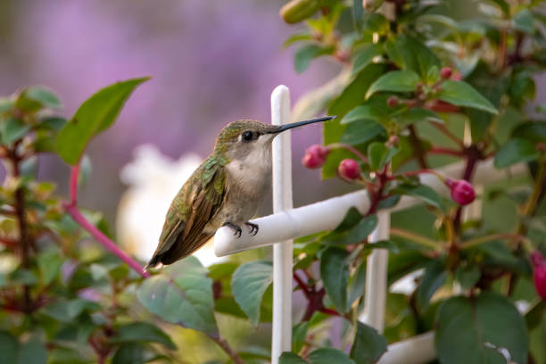 Hummingbird perched on garden fence stock photo