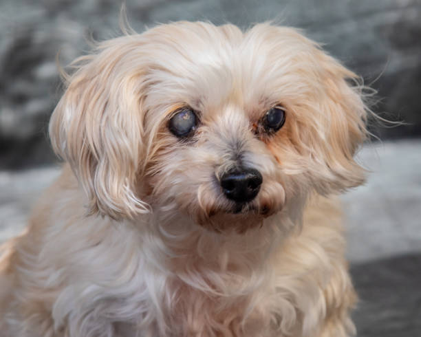 istock Mattese Terrier posing for a portrait shot. 1370386727