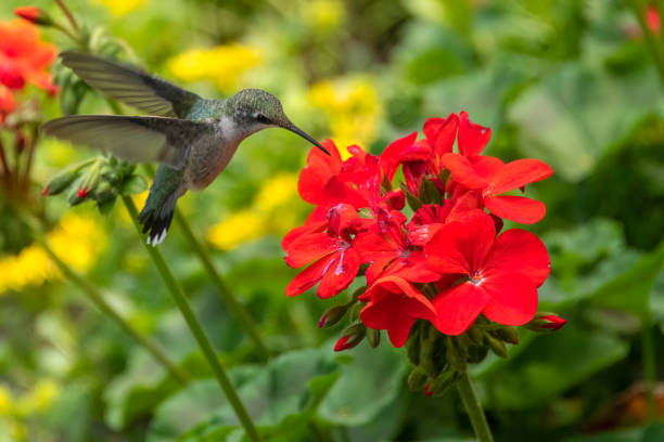 istock Hummingbird in garden 1370386750