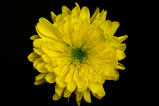 Single flower large yellow petals on black background. Copy space