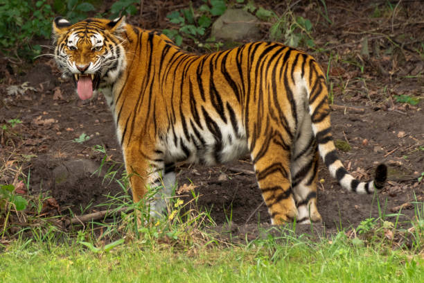 istock Tiger with tongue hanging out 1370386911