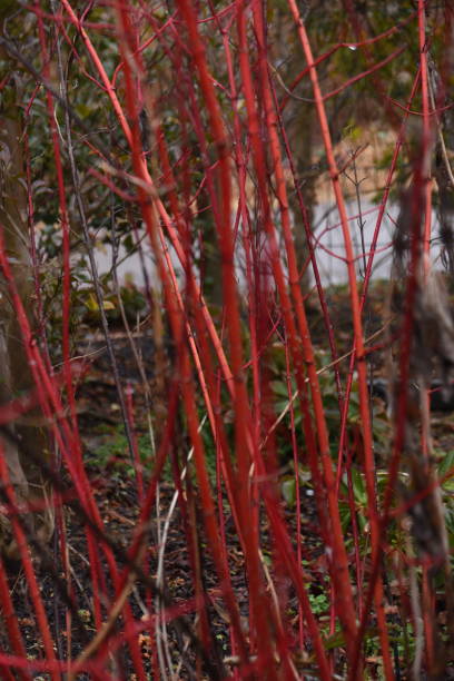 Cornus alba (Tartaric dogwood) in winter. Cornaceae deciduous tree. Cornus alba (Tartaric dogwood) in winter. Cornaceae deciduous tree. The branches turn red in winter after defoliation. The flowering time is from May to June. cornus alba sibirica stock pictures, royalty-free photos & images