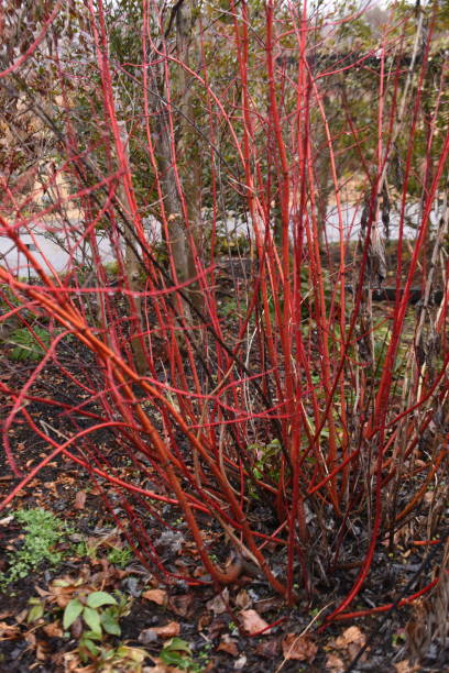 Cornus alba (Tartaric dogwood) in winter. Cornaceae deciduous tree. Cornus alba (Tartaric dogwood) in winter. Cornaceae deciduous tree. The branches turn red in winter after defoliation. The flowering time is from May to June. cornus alba sibirica stock pictures, royalty-free photos & images