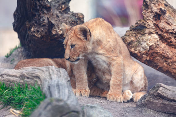 istock African young lions 1370388591