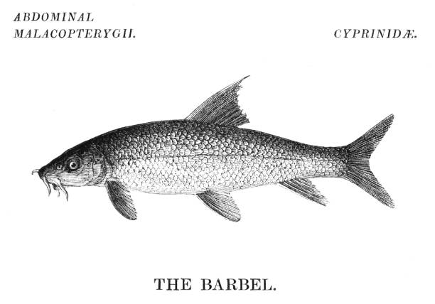 Barbel Fish A Barbel fish. Fishing is a rural sport or commercial industry for seafood. Illustrations are Wood-Engravings published in an 1841 nonfiction book about fish. Copyright has expired and is in Public Domain. barbel stock illustrations