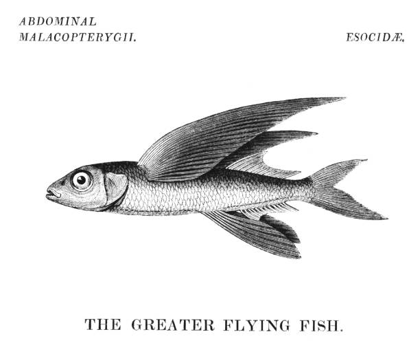 illustrazioni stock, clip art, cartoni animati e icone di tendenza di pesce volante più grande - pesce volante immagine