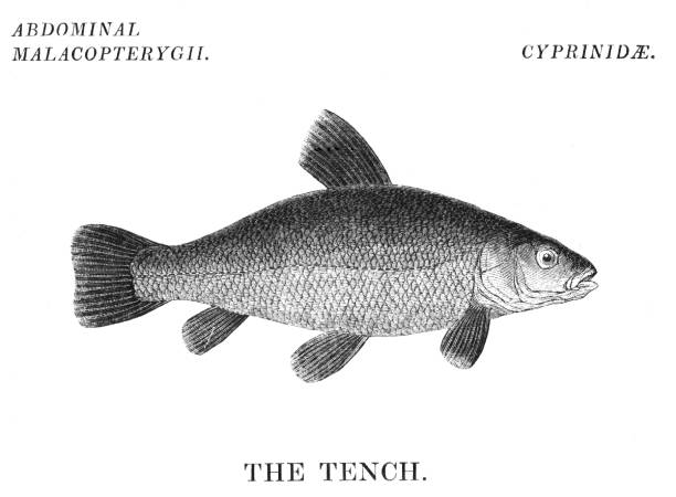 Tench Fish A Tench fish. Fishing is a rural sport or commercial industry for seafood. Illustrations are Wood-Engravings published in an 1841 nonfiction book about fish. Copyright has expired and is in Public Domain. tinca tinca stock illustrations