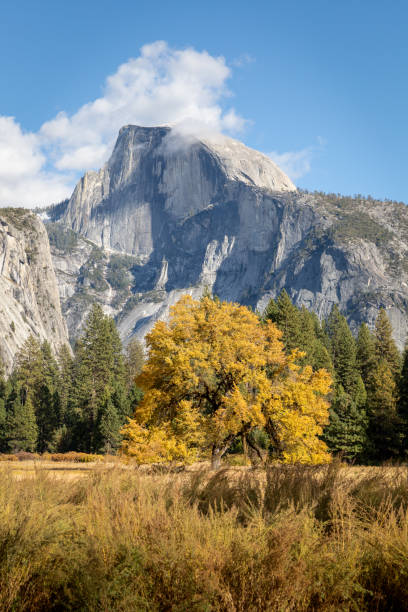 istock A tree with yellow surrounded by an evergreen forest and Half Dome mountain. Wide angle view. 1370389424