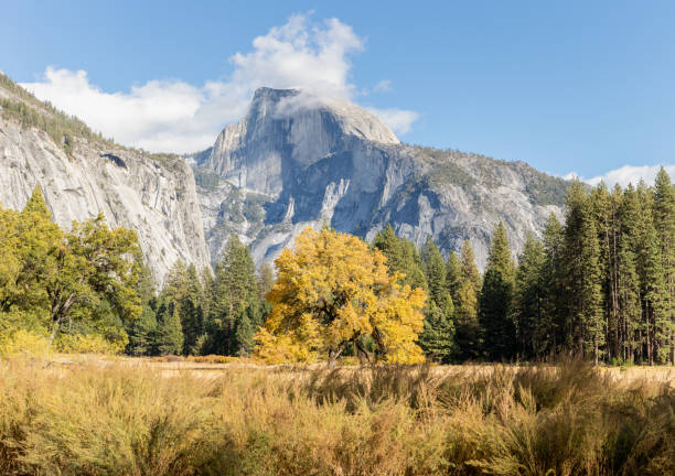 un arbre aux feuilles jaunes au milieu d’une forêt à feuilles persistantes en face de la montagne half dome. vue grand angle. - comté de mariposa photos et images de collection