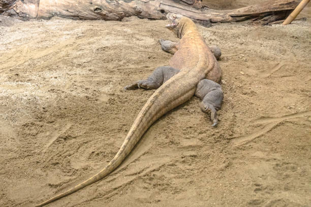 The largest lizard in the world: Komodo dragon from Indonesian islands and Australia. Komodo monitor with venomous bite. Varanus komodoensis species.