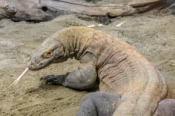 istock Komodo dragon with its tongue 1370389610