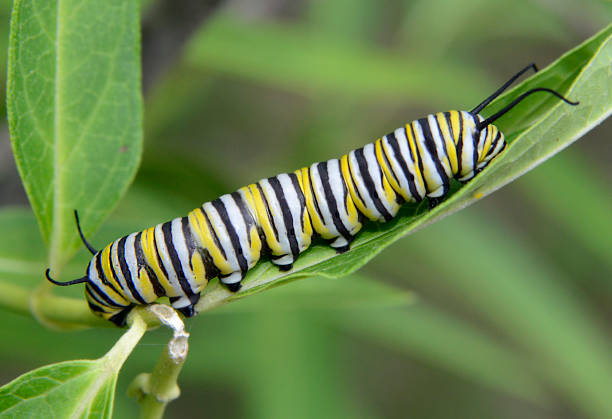 Monarch Butterfly Caterpillar on Swamp Milkweed Leaf stock photo