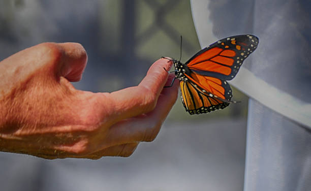 istock Monarch Butterfly Clinging to Human Hand 1370389630