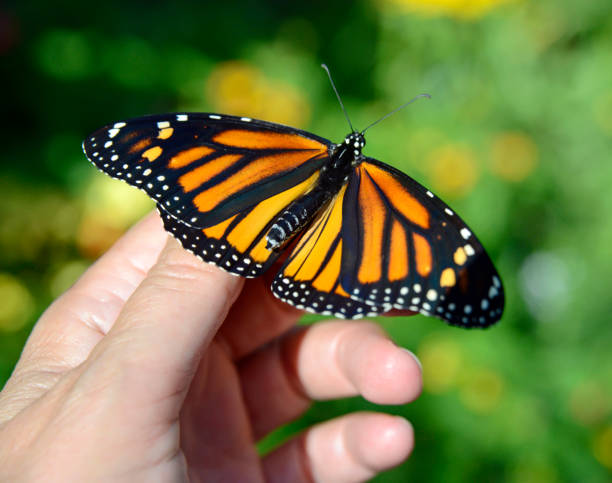 istock Monarch Butterfly Sitting on Human Hand 1370389650