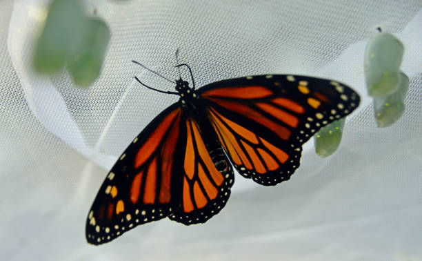 istock Monarch Butterfly Newly Emerged From Chrysalis 1370389668